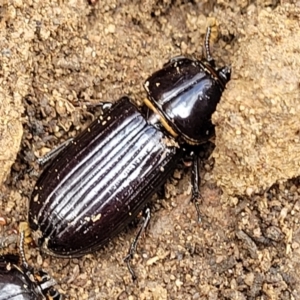 Aulacocyclus edentulus at Krawarree, NSW - 20 Aug 2022 12:13 PM