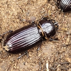 Aulacocyclus edentulus at Krawarree, NSW - 20 Aug 2022 12:13 PM