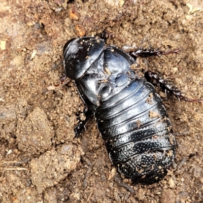 Panesthia australis (Common wood cockroach) at Deua National Park (CNM area) - 20 Aug 2022 by trevorpreston
