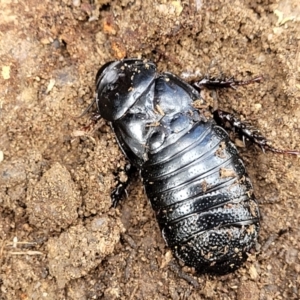 Panesthia australis at Krawarree, NSW - 20 Aug 2022