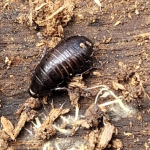 Panesthia australis at Krawarree, NSW - 20 Aug 2022 12:13 PM