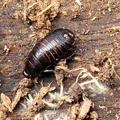 Panesthia australis (Common wood cockroach) at Krawarree, NSW - 20 Aug 2022 by trevorpreston