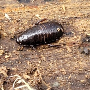 Panesthia australis at Krawarree, NSW - 20 Aug 2022 12:13 PM