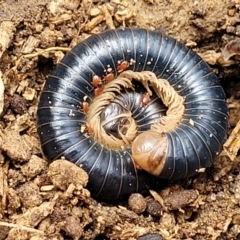 Spirobolida (order) (Spirobolid millipede) at Deua National Park (CNM area) - 20 Aug 2022 by trevorpreston