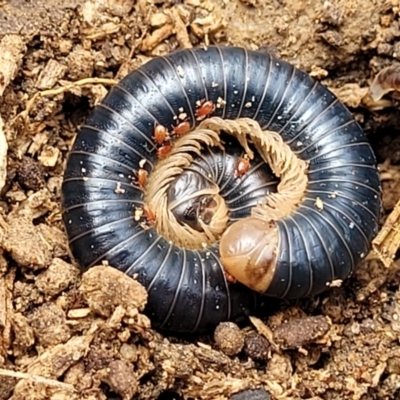 Spirobolida (order) (Spirobolid millipede) at Krawarree, NSW - 20 Aug 2022 by trevorpreston