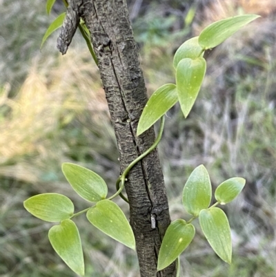 Asparagus asparagoides (Bridal Creeper, Florist's Smilax) at Queanbeyan East, NSW - 20 Aug 2022 by SteveBorkowskis