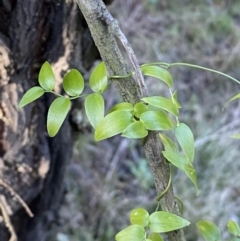 Asparagus asparagoides at Queanbeyan East, NSW - 20 Aug 2022