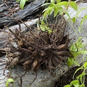 Asparagus asparagoides at Queanbeyan East, NSW - 20 Aug 2022