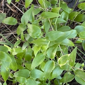 Asparagus asparagoides at Queanbeyan East, NSW - 20 Aug 2022