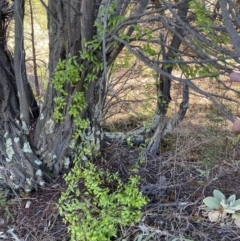 Asparagus asparagoides at Queanbeyan East, NSW - 20 Aug 2022