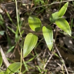 Asparagus asparagoides at Queanbeyan East, NSW - 20 Aug 2022