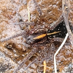 Dolomedes sp. (genus) at Krawarree, NSW - 20 Aug 2022 12:03 PM