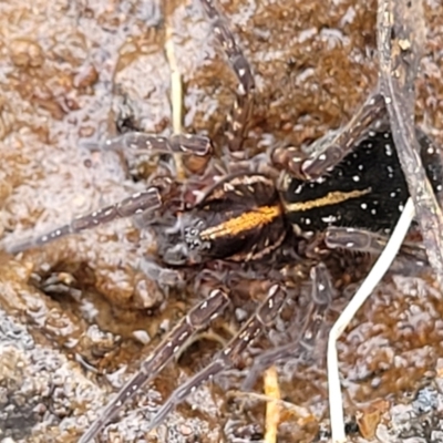 Dolomedes sp. (genus) (Fishing spider) at Deua National Park (CNM area) - 20 Aug 2022 by trevorpreston