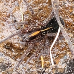 Dolomedes sp. (genus) at Krawarree, NSW - 20 Aug 2022