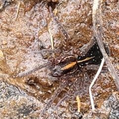 Dolomedes (genus) at Krawarree, NSW - 20 Aug 2022 12:03 PM