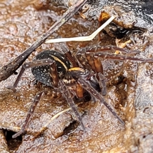 Dolomedes sp. (genus) at Krawarree, NSW - 20 Aug 2022