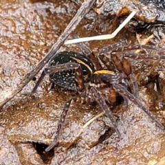 Dolomedes sp. (genus) at Krawarree, NSW - 20 Aug 2022