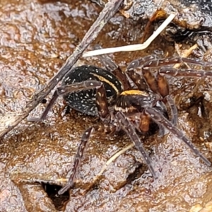 Dolomedes sp. (genus) at Krawarree, NSW - 20 Aug 2022 12:03 PM