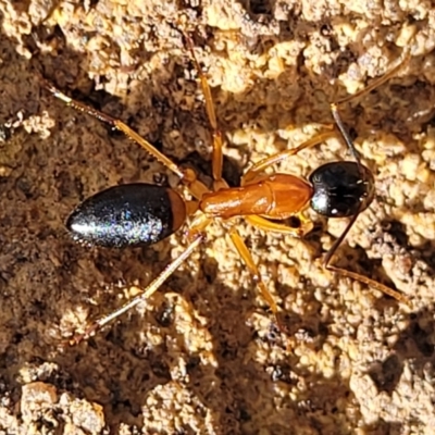 Camponotus consobrinus (Banded sugar ant) at Berlang, NSW - 20 Aug 2022 by trevorpreston