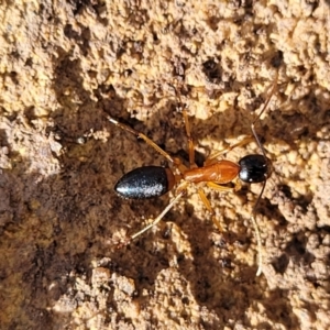 Camponotus consobrinus at Berlang, NSW - 20 Aug 2022