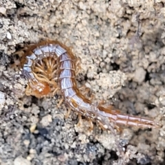 Scolopendromorpha (order) (A centipede) at Deua National Park (CNM area) - 20 Aug 2022 by trevorpreston