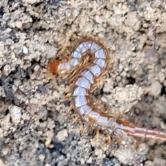 Scolopendromorpha (order) at Berlang, NSW - 20 Aug 2022