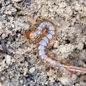 Scolopendromorpha (order) at Berlang, NSW - 20 Aug 2022