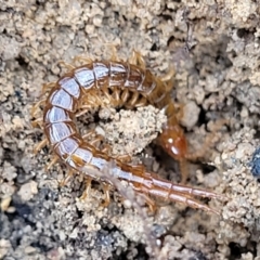 Scolopendromorpha (order) at Berlang, NSW - 20 Aug 2022