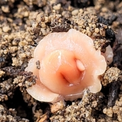 Australoplana alba (A flatworm) at Berlang, NSW - 20 Aug 2022 by trevorpreston