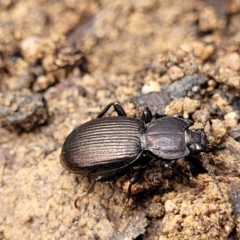 Cardiothorax monarensis at Berlang, NSW - 20 Aug 2022