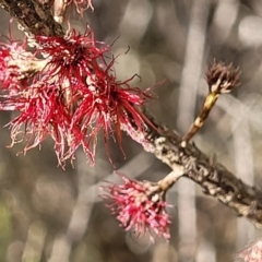 Allocasuarina nana (Dwarf She-oak) at Berlang, NSW - 20 Aug 2022 by trevorpreston