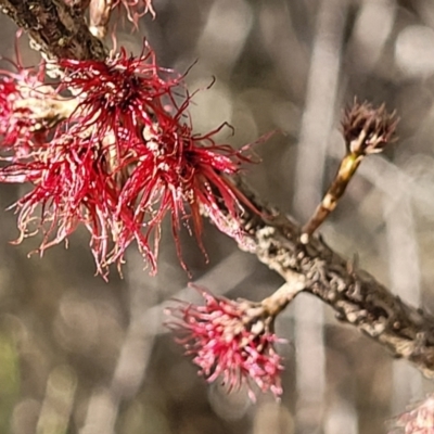 Allocasuarina nana (Dwarf She-oak) at Berlang, NSW - 20 Aug 2022 by trevorpreston