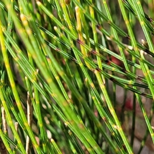 Allocasuarina nana at Berlang, NSW - 20 Aug 2022