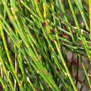 Allocasuarina nana at Berlang, NSW - 20 Aug 2022