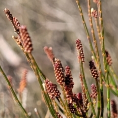 Allocasuarina nana (Dwarf She-oak) at Berlang, NSW - 20 Aug 2022 by trevorpreston