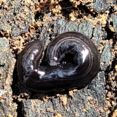 Parakontikia ventrolineata (Stripe-bellied flatworm) at Berlang, NSW - 20 Aug 2022 by trevorpreston