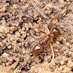 Aphaenogaster longiceps at Berlang, NSW - 20 Aug 2022 11:44 AM