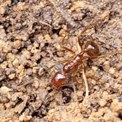 Aphaenogaster longiceps at Berlang, NSW - 20 Aug 2022