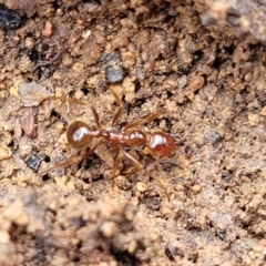 Aphaenogaster longiceps at Berlang, NSW - 20 Aug 2022 11:44 AM