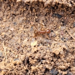 Aphaenogaster longiceps at Berlang, NSW - 20 Aug 2022 11:44 AM