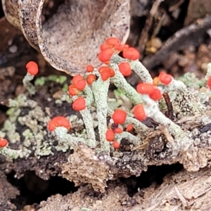 Cladonia sp. (genus) at Berlang, NSW - 20 Aug 2022 11:44 AM