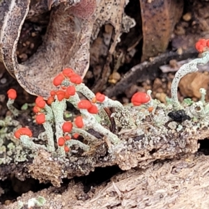 Cladonia sp. (genus) at Berlang, NSW - 20 Aug 2022 11:44 AM