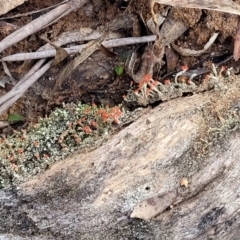 Cladonia sp. (genus) at Berlang, NSW - 20 Aug 2022 11:44 AM