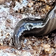 Parakontikia atrata (The Black planarian) at Deua National Park (CNM area) - 20 Aug 2022 by trevorpreston