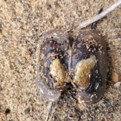 Hyriidae sp. (family) (Freshwater Mussels) at Krawarree, NSW - 20 Aug 2022 by trevorpreston