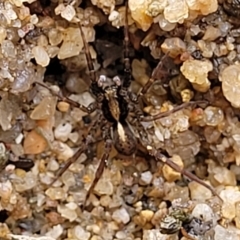 Unidentified Water spider (Pisauridae) at Krawarree, NSW - 20 Aug 2022 by trevorpreston