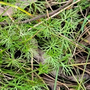 Ranunculus inundatus at Krawarree, NSW - 20 Aug 2022