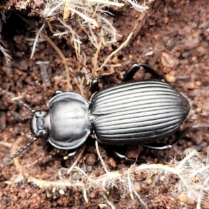 Cardiothorax monarensis at Krawarree, NSW - 20 Aug 2022