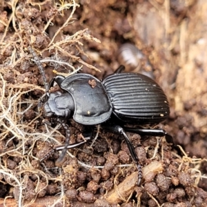 Cardiothorax monarensis at Krawarree, NSW - 20 Aug 2022