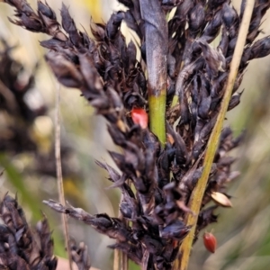 Gahnia subaequiglumis at Ballalaba, NSW - 20 Aug 2022